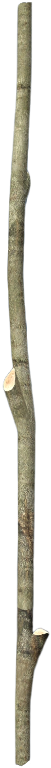 Ingrediente para crafteo DayZ: Palo Largo